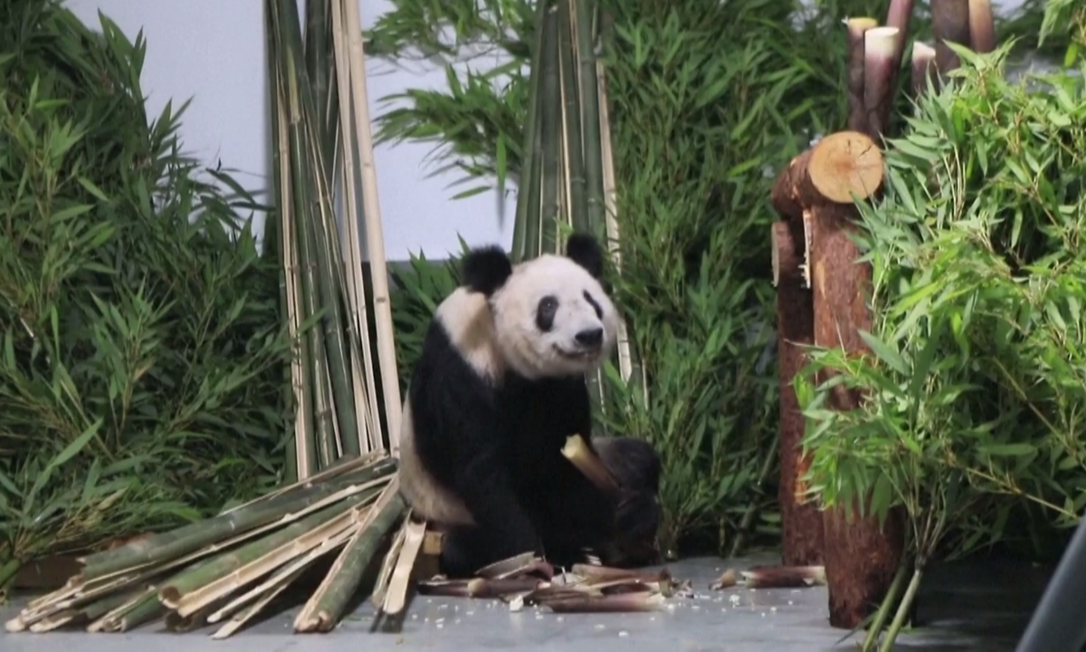 Ya Ya, a 23-year-old giant panda, enjoys her life in Beijing Zoo on May 29, 2023 after she returned from the US in April.
