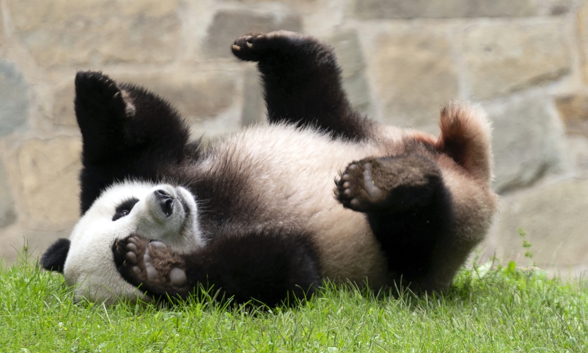 US-born giant panda Xiao Qi Ji plays at his enclosure at the Smithsonian National Zoo in Washington, September 28, 2023.
