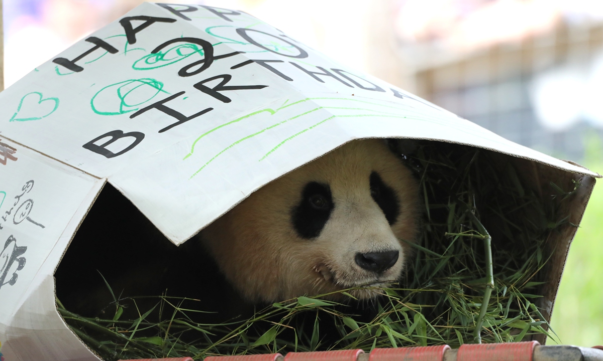 Male giant panda Yang Guang celebrates his 20th birthday at Edinburgh Zoo on August 15, 2023. Photos: VCG