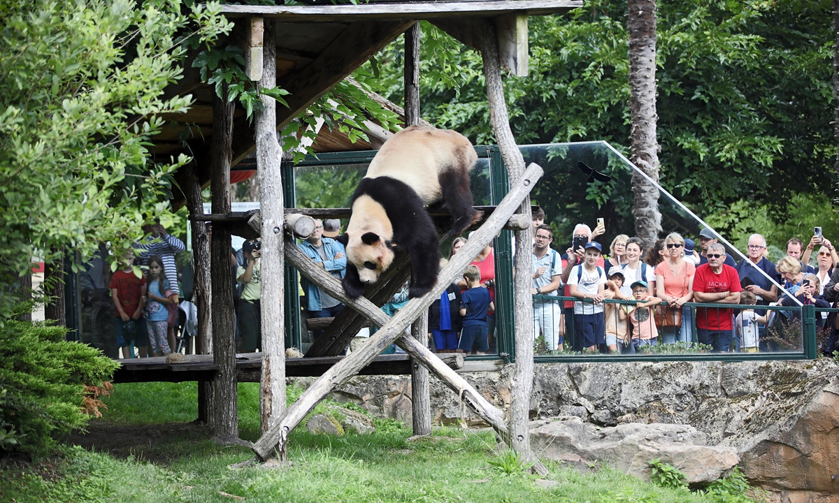 France-born giant panda Yuan Meng attracts visitors in his last show in the zoo of Beauval on July 24, 2023.