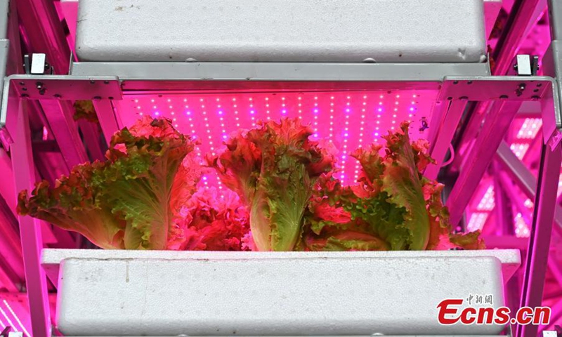Lettuce grows at the world's first 20-story unmanned vertical veggie farm in Chengdu, southwest China's Sichuan Province, Dec. 7, 2023. (Photo: China News Service)