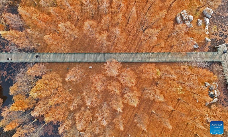 This aerial photo taken on Dec. 9, 2023 shows tourists visiting a wetland park in Yantai, east China's Shandong Province. (Photo: Xinhua)