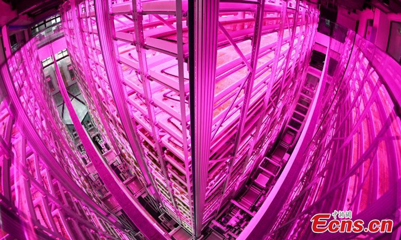 An interior view of the world's first 20-story unmanned vertical veggie farm in Chengdu, southwest China's Sichuan Province, Dec. 7, 2023. (Photo: China News Service)
