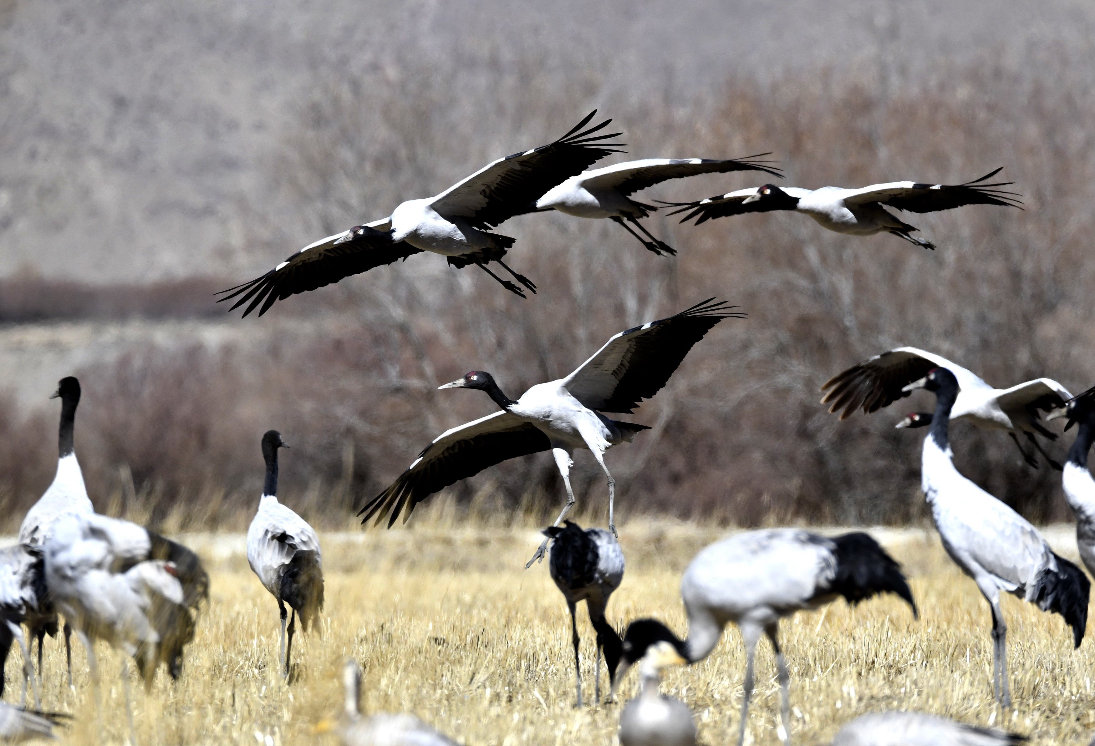 Black-necked cranes Photo: IC