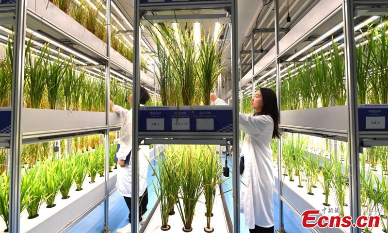 Researchers check the growth of rice at the world's first 20-story unmanned vertical veggie farm in Chengdu, southwest China's Sichuan Province, Dec. 7, 2023. (Photo: China News Service)