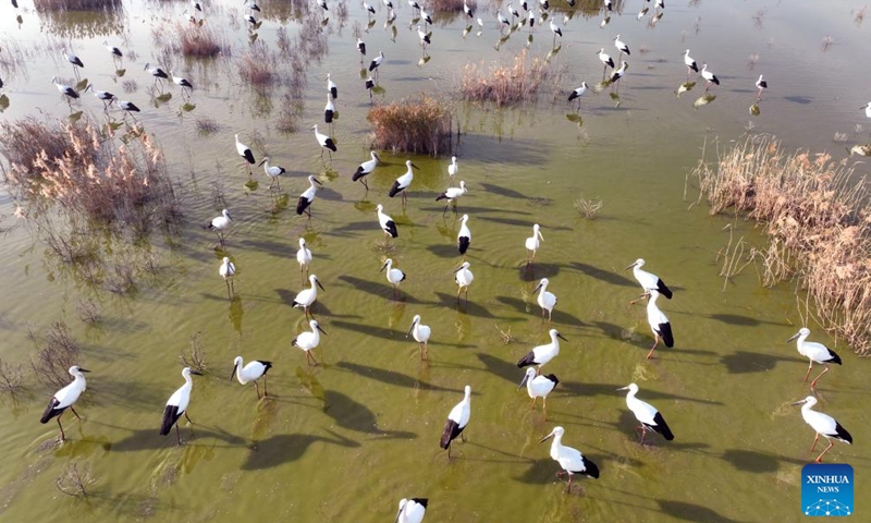 This aerial photo taken on Dec. 9, 2023 shows a flock of oriental white storks foraging at a national ocean park in Lianyungang, east China's Jiangsu Province. (Photo: Xinhua)