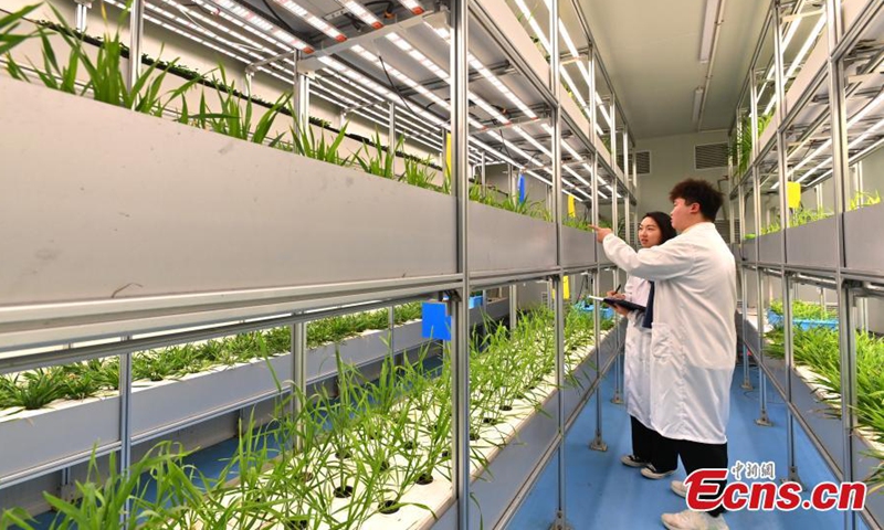 Researchers check the growth of wheat at the world's first 20-story unmanned vertical veggie farm in Chengdu, southwest China's Sichuan Province, Dec. 7, 2023. (Photo: China News Service)