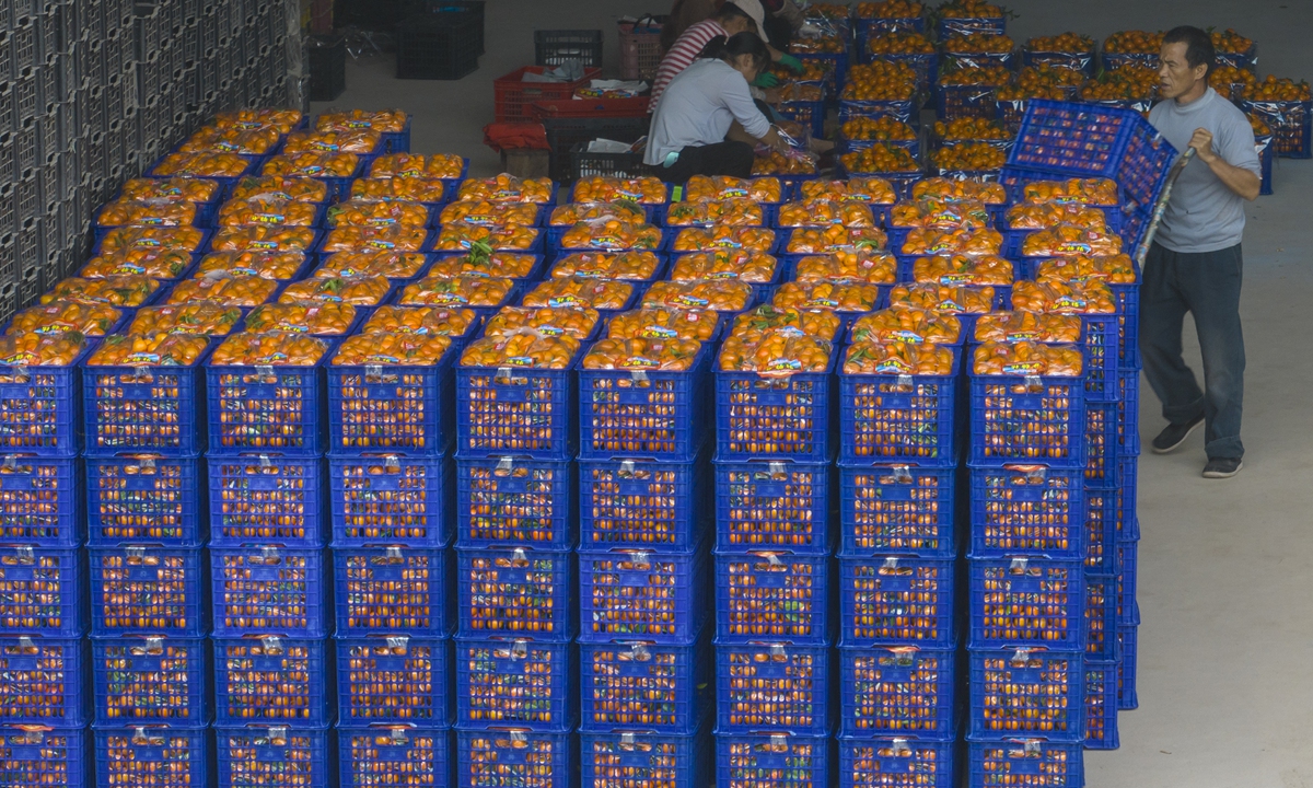 Villagers pick, sort and transport sugar oranges in Jinzhu town, Cenxi city, South China's Guangxi Zhuang Autonomous Region on December 11, 2023. In recent years, Jinzhu has relied on its unique climatic resources and rich natural environment to revitalize idle land and adjust the agricultural industrial structure. While maintaining lucid waters and lush mountains, the township has effectively increased local farmers' incomes and helped rural revitalization. Photo: VCG
