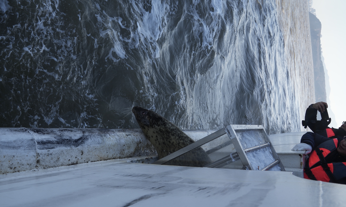 Researchers release a spotted seal into the waters near Dalian, Northeast China's Liaoning Province, on December 12, 2023. Photo: Zhang Yashu/GT