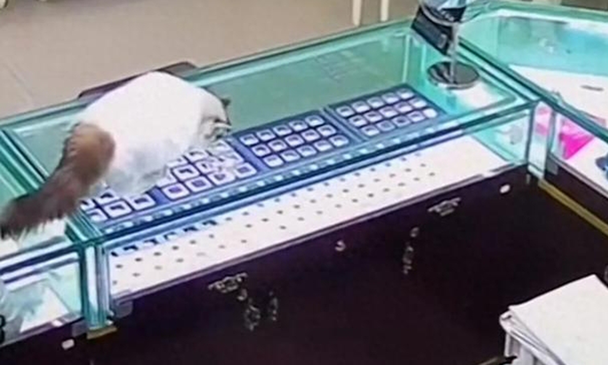 A white cat on the counter was seen casually playing with what appeared to be jewelry items. Photo: web
