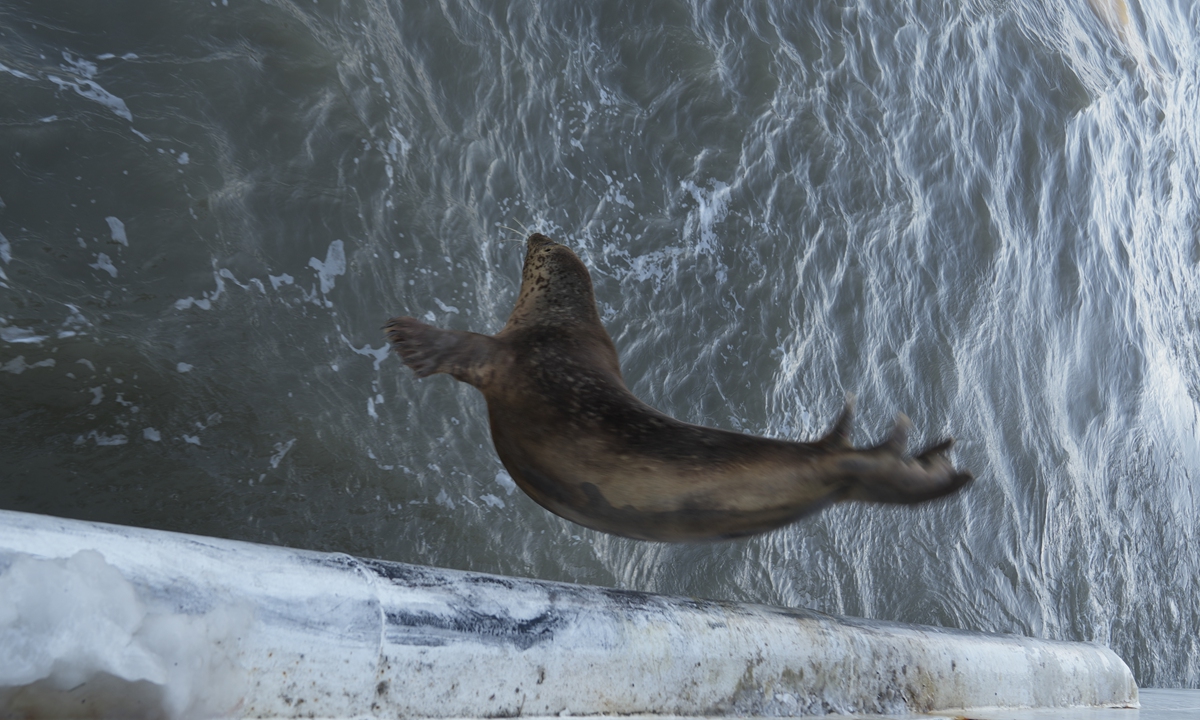 A spotted seal jumps into the sea after being released into the waters near Dalian, Northeast China's Liaoning Province, on December 12, 2023. Photo: Zhang Yashu/GT