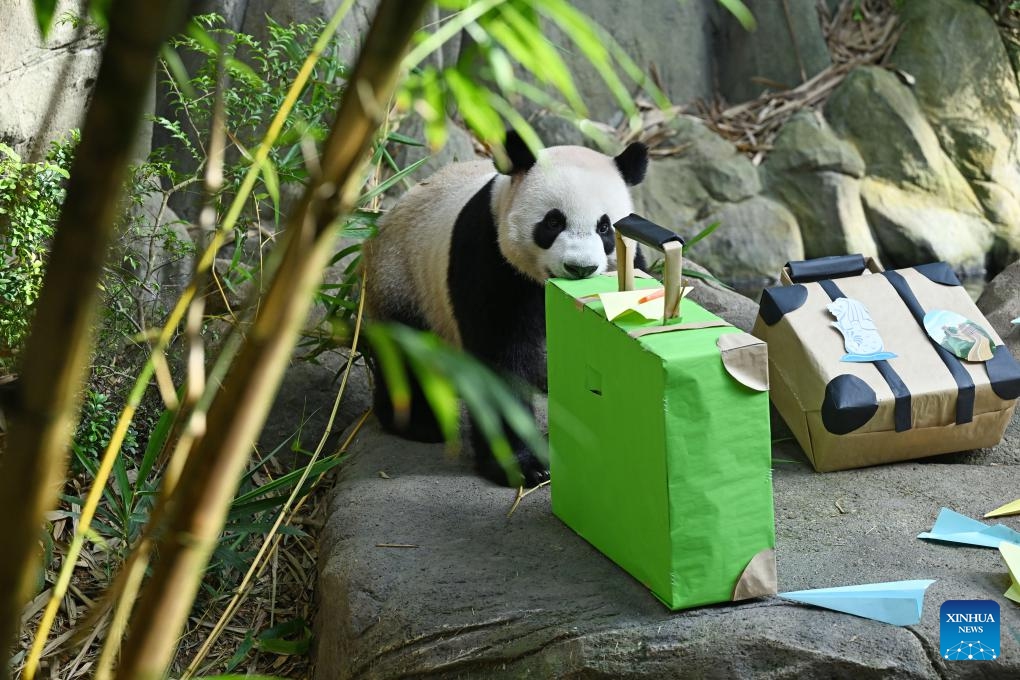 This photo taken on Dec. 13, 2023 shows Le Le at River Wonders Park in Singapore. Le Le, a two-year-old giant panda cub, made his final public appearance on Wednesday before entering quarantine and preparing for his flight to China on Jan. 16 next year.(Photo: Xinhua)