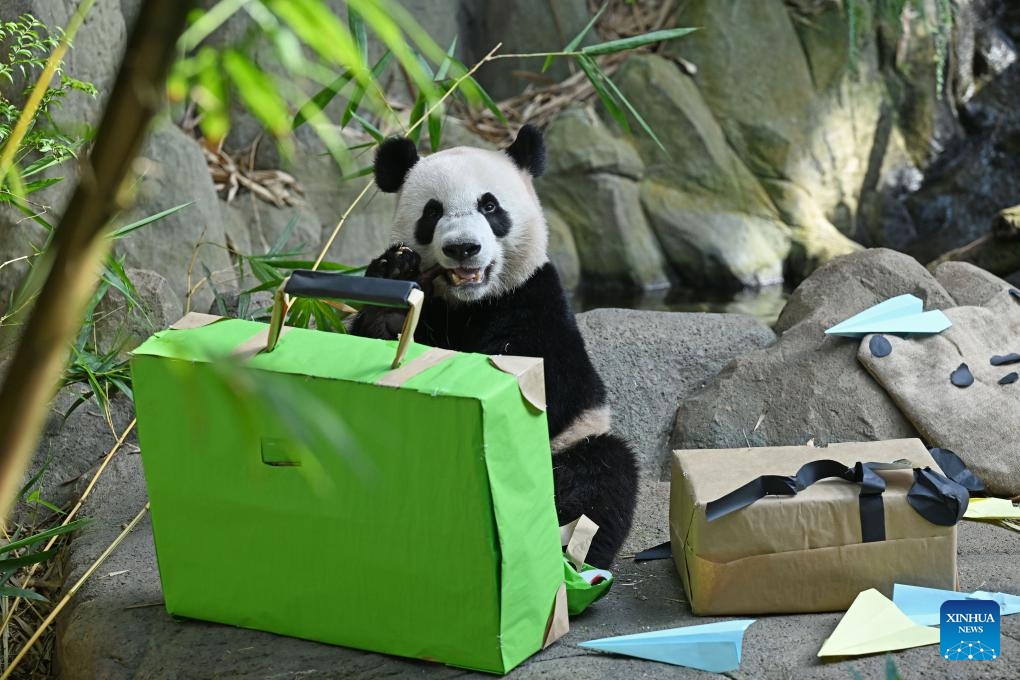 This photo taken on Dec. 13, 2023 shows Le Le at River Wonders Park in Singapore. Le Le, a two-year-old giant panda cub, made his final public appearance on Wednesday before entering quarantine and preparing for his flight to China on Jan. 16 next year.(Photo: Xinhua)