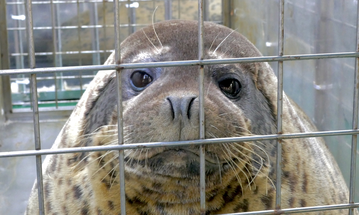 A spotted seal sits in a cage before being released into the waters near Dalian, Northeast China's Liaoning Province, on December 12, 2023. Photo: Ding Yazhi/GT