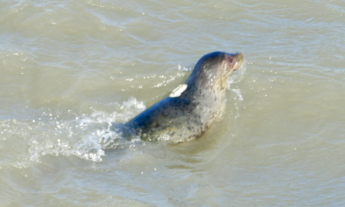 A spotted seal swims in the sea after being released into the waters near Dalian, Northeast China's Liaoning Province, on December 12, 2023. Photo: Ding Yazhi/GT