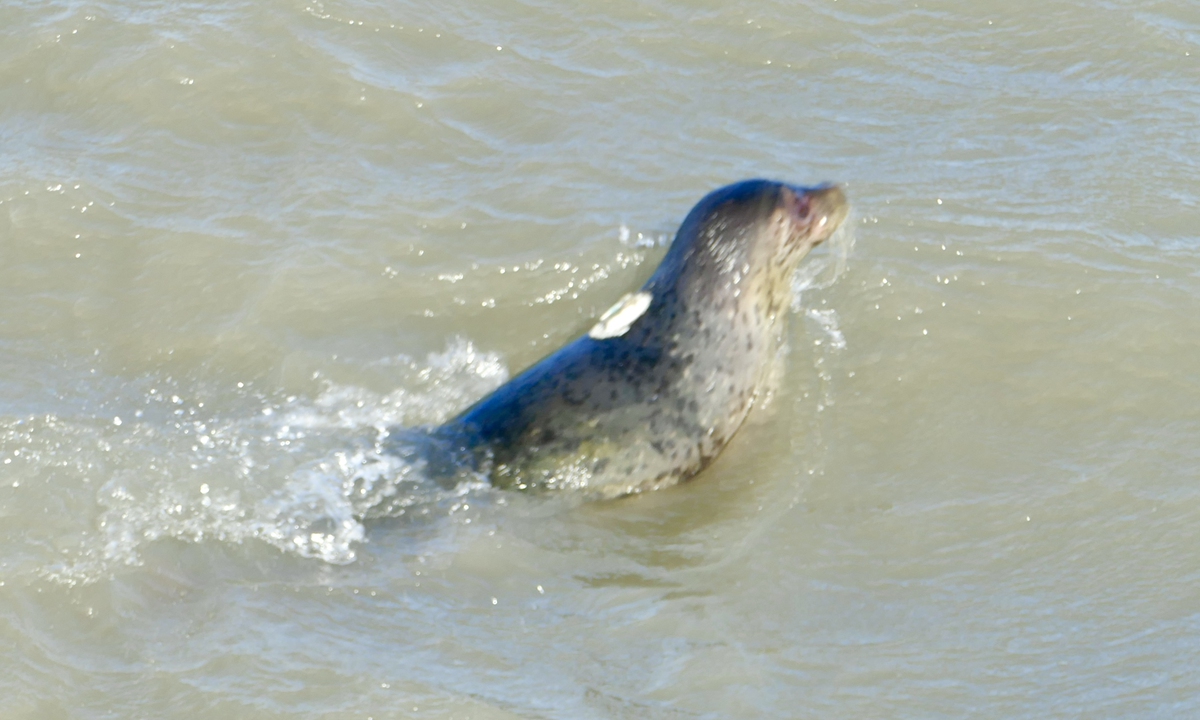 A spotted seal swims in the sea after being released into the waters near Dalian, Northeast China's Liaoning Province, on December 12, 2023. Photo: Ding Yazhi/GT 