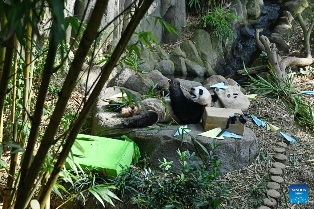This photo taken on Dec. 13, 2023 shows Le Le at River Wonders Park in Singapore. Le Le, a two-year-old giant panda cub, made his final public appearance on Wednesday before entering quarantine and preparing for his flight to China on Jan. 16 next year.(Photo: Xinhua)