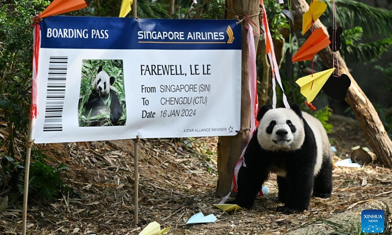 This photo taken on Dec. 13, 2023 shows Le Le at River Wonders Park in Singapore. Le Le, a two-year-old giant panda cub, made his final public appearance on Wednesday before entering quarantine and preparing for his flight to China on Jan. 16 next year.(Photo: Xinhua)