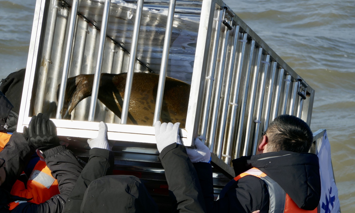 Researchers release a spotted seal into the waters near Dalian, Northeast China's Liaoning Province, on December 12, 2023. Photo: Ding Yazhi/GT