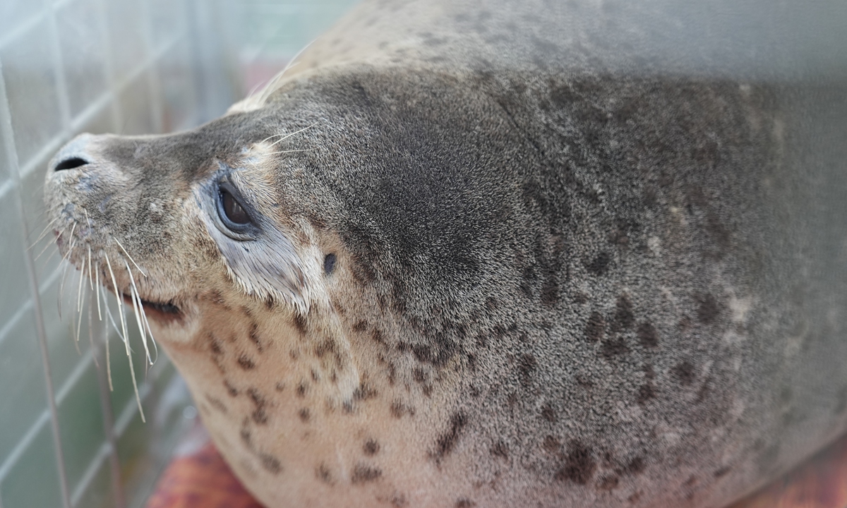 A spotted seal sits in a cage before being released into the waters near Dalian, Northeast China's Liaoning Province, on December 12, 2023. Photo: Zhang Yashu/GT