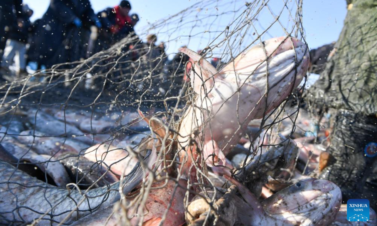 Fishes are seen during a winter fishing-themed festival on the Chagan Lake in Songyuan City, northeast China's Jilin Province, Dec 28, 2023. Photo:Xinhua