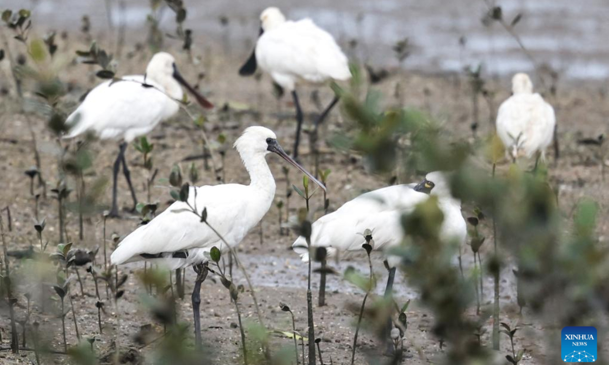 A flock of black-faced spoonbills are seen at a wetland park in Danzhou, south China's Hainan Province, Dec 27, 2023. In recent years, Hainan has been strengthening the protection of wetlands and birds. The number of black-faced spoonbills wintering here has steadily increased. Photo:Xinhua