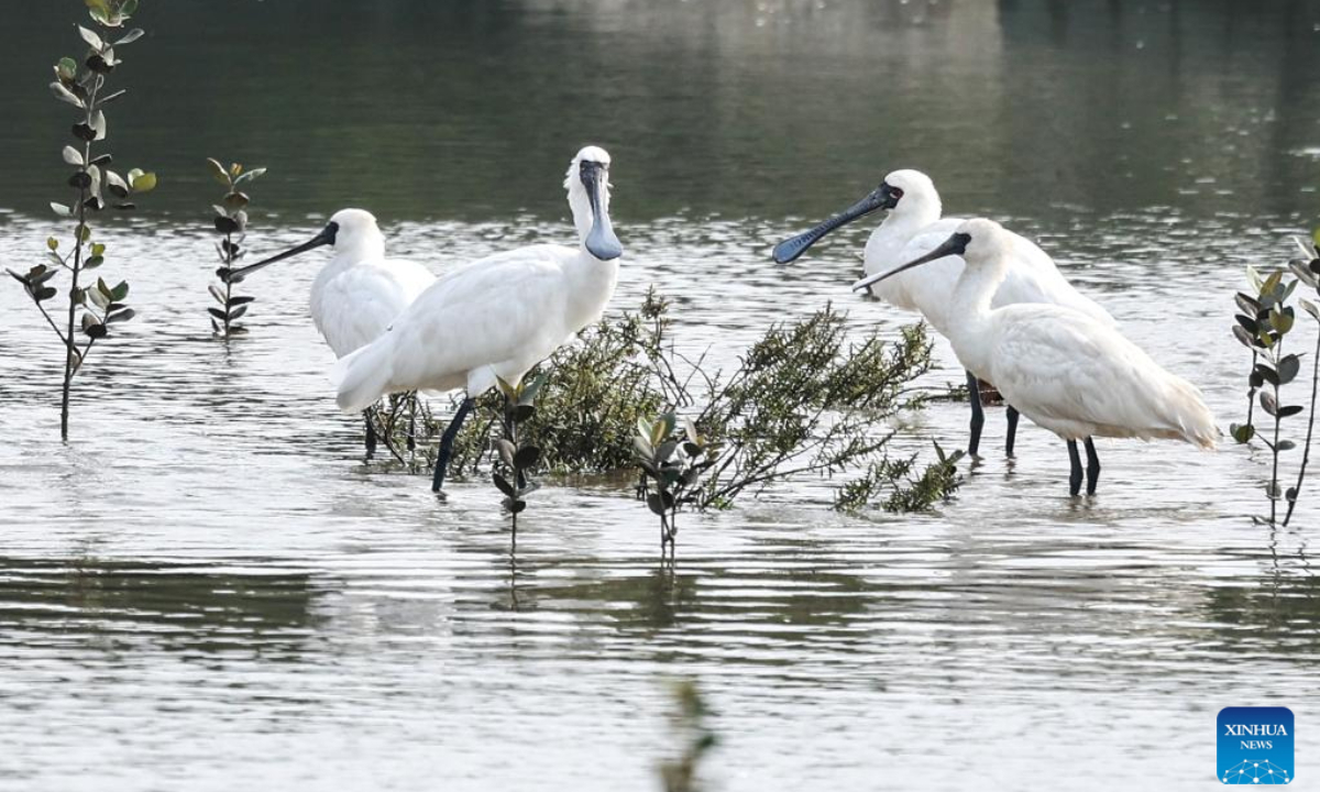 A flock of black-faced spoonbills are seen at a wetland park in Danzhou, south China's Hainan Province, Dec 27, 2023. In recent years, Hainan has been strengthening the protection of wetlands and birds. The number of black-faced spoonbills wintering here has steadily increased. Photo:Xinhua