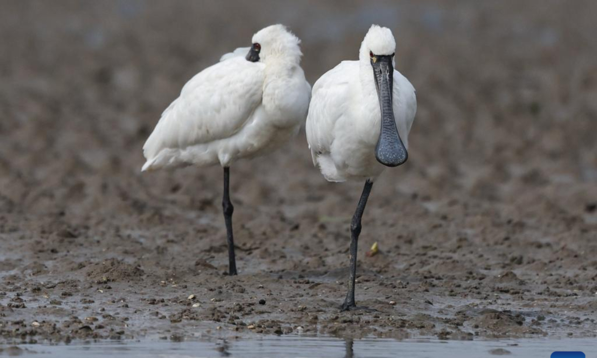 A flock of black-faced spoonbills are seen at a wetland park in Danzhou, south China's Hainan Province, Dec 27, 2023. In recent years, Hainan has been strengthening the protection of wetlands and birds. The number of black-faced spoonbills wintering here has steadily increased. Photo:Xinhua