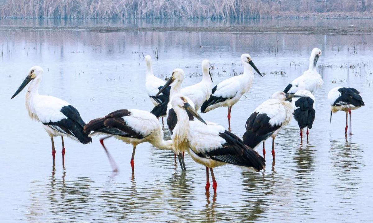 This aerial photo taken on Dec 28, 2023 shows a flock of oriental storks (Ciconia boyciana) in a wetland in Changlinhe Township of Feidong County, Hefei City, east China's Anhui Province. Photo:Xinhua