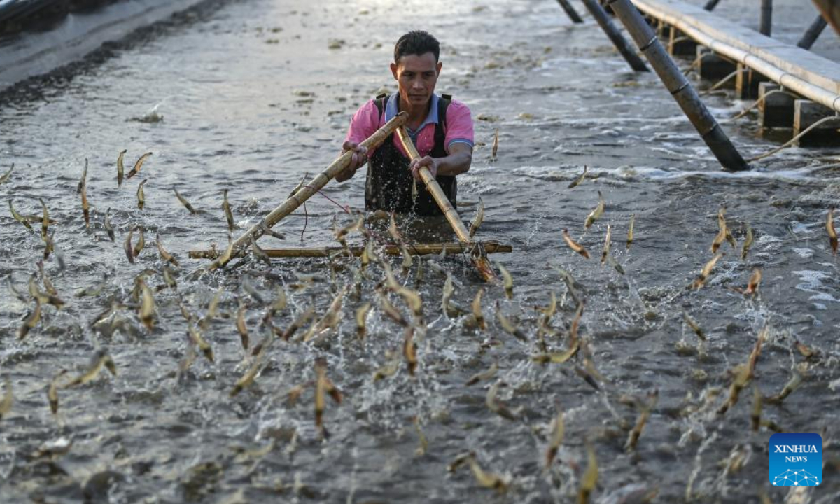 A villager harvests prawns at a prawn breeding base in Lianzhou Town of Hepu County, south China's Guangxi Zhuang Autonomous Region, Dec 27, 2023. Photo:Xinhua