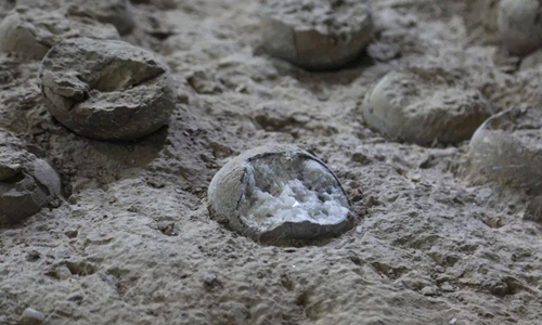 Crystallized dinosaur egg fossils discovered in Shiyan, Central China's Hubei Province on December 20,2023 Photo: Hubei Daily
