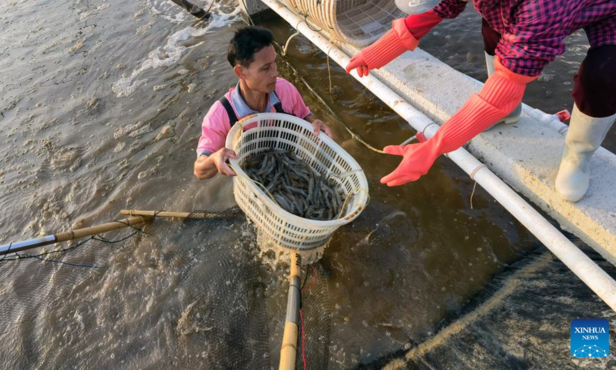 A villager harvests prawns in Lianzhou Town of Hepu County, south China's Guangxi Zhuang Autonomous Region, Dec 27, 2023. Photo:Xinhua