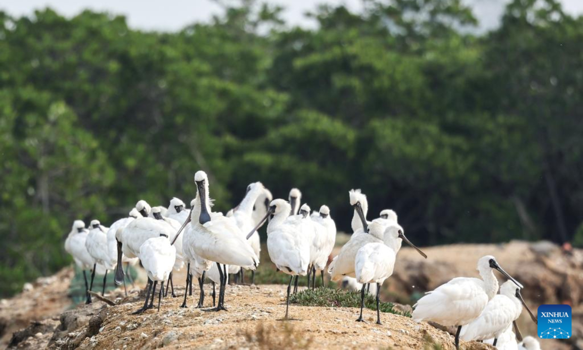 A flock of black-faced spoonbills are seen at a wetland park in Danzhou, south China's Hainan Province, Dec 27, 2023. In recent years, Hainan has been strengthening the protection of wetlands and birds. The number of black-faced spoonbills wintering here has steadily increased. Photo:Xinhua