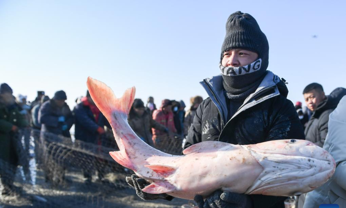 A tourist holds a fish during a winter fishing-themed festival on the Chagan Lake in Songyuan City, northeast China's Jilin Province, Dec 28, 2023. Photo:Xinhua