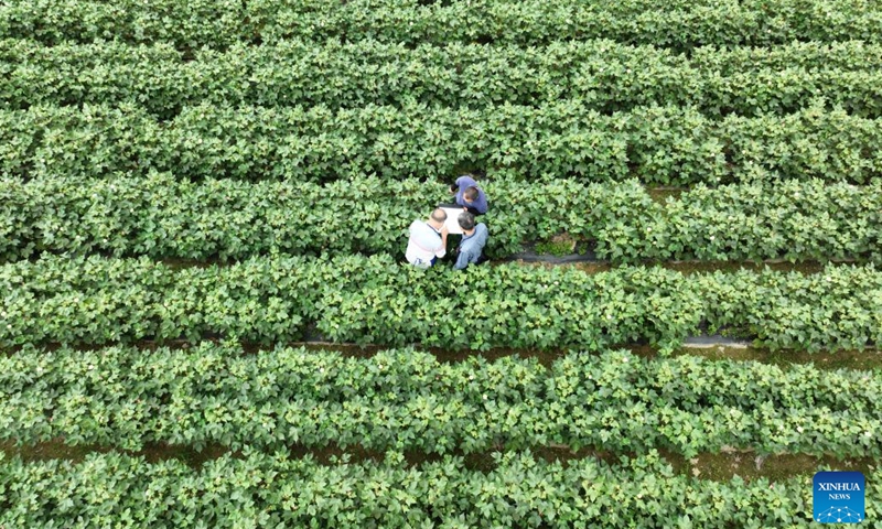This aerial photo taken on Dec. 29, 2023 shows researchers conducting hybrid experiments at the national seed breeding base in Hainan at Sanya, south China's Hainan Province. Sanya's abundance of sunlight expedites the breeding cycle, drawing numerous researchers from across the country to breed new species of crops every October till the next April. (Photo: Xinhua)