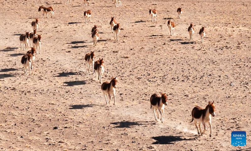 This aerial photo taken on Dec. 23, 2023 shows Kiangs (Equus kiang) running at the Altun Mountains National Nature Reserve in northwest China's Xinjiang Uygur Autonomous Region. The Altun Mountains National Nature Reserve is a representative of plateau desert ecosystem in China and is home to a wide variety of rare animals. (Photo: Xinhua)