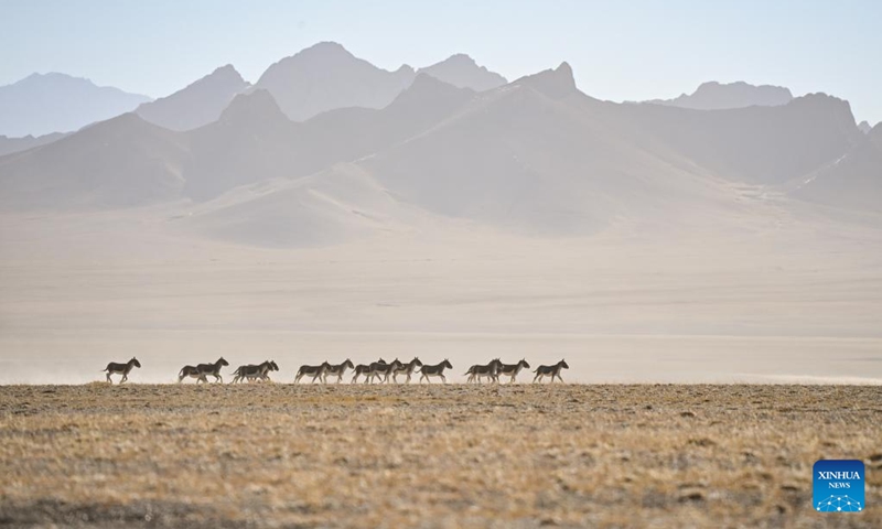Kiangs (Equus kiang) run at the Altun Mountains National Nature Reserve in northwest China's Xinjiang Uygur Autonomous Region, Dec. 19, 2023. The Altun Mountains National Nature Reserve is a representative of plateau desert ecosystem in China and is home to a wide variety of rare animals. (Photo: Xinhua)