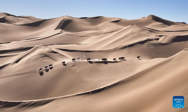 This aerial photo taken on Dec. 23, 2023 shows wild yaks passing through Kumkol desert at the Altun Mountains National Nature Reserve in northwest China's Xinjiang Uygur Autonomous Region. The Altun Mountains National Nature Reserve is a representative of plateau desert ecosystem in China and is home to a wide variety of rare animals. (Photo: Xinhua)