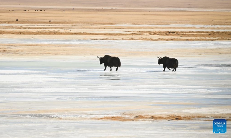 Wild yaks cross a frozen river at the Altun Mountains National Nature Reserve in northwest China's Xinjiang Uygur Autonomous Region, Dec. 23, 2023. The Altun Mountains National Nature Reserve is a representative of plateau desert ecosystem in China and is home to a wide variety of rare animals. (Photo: Xinhua)