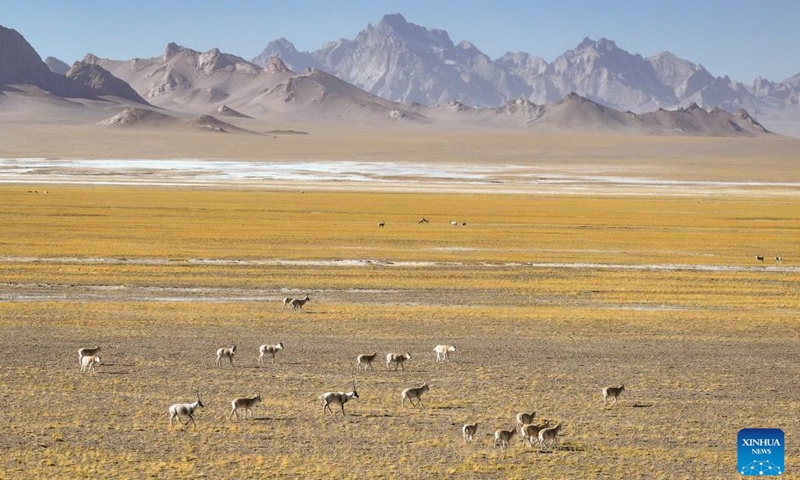 This aerial photo taken on Dec. 19, 2023 shows Tibetan antelopes foraging at the Altun Mountains National Nature Reserve in northwest China's Xinjiang Uygur Autonomous Region. The Altun Mountains National Nature Reserve is a representative of plateau desert ecosystem in China and is home to a wide variety of rare animals. (Photo: Xinhua)