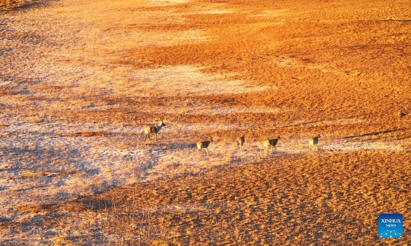 This aerial photo taken on Dec. 22, 2023 shows Tibetan antelopes foraging at the Altun Mountains National Nature Reserve in northwest China's Xinjiang Uygur Autonomous Region. The Altun Mountains National Nature Reserve is a representative of plateau desert ecosystem in China and is home to a wide variety of rare animals. (Photo: Xinhua)