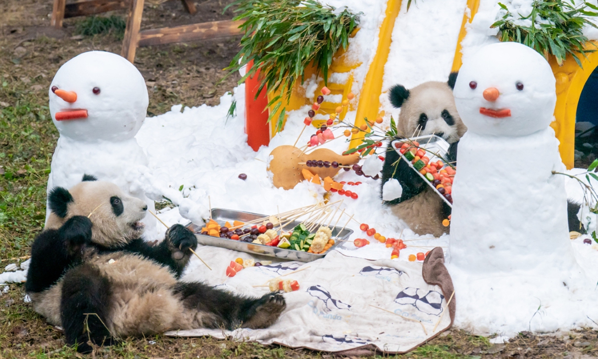 Two giant pandas enjoy themselves on the first day of the new year at the Chongqing Zoo in Southwest China's Chongqing Municipality on January 1, 2024. According to statistics, Chongqing was one of the top 10 popular destinations for New Year's Eve among inter-provincial travelers. Photo: VCG