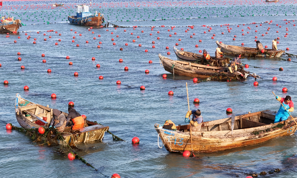 Workers brave the winter cold to plant kelp seedlings at a sea farm off the coast of Rongcheng in East China's Shandong Province on January 4, 2024. The province's marine food output totaled 7.64 million tons in 2022, up 3.2 percent year-on-year, according to media reports. Photo: VCG