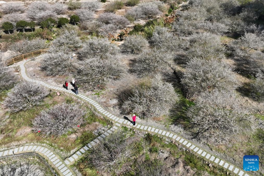 This aerial photo taken on Jan. 4, 2024 shows tourists enjoying green plum flowers in Yongtai County of Fuzhou, southeast China's Fujian Province. Green plum trees has entered blossom season recently in Yongtai County, a main green plum production area in Fujian Province.(Photo: Xinhua)