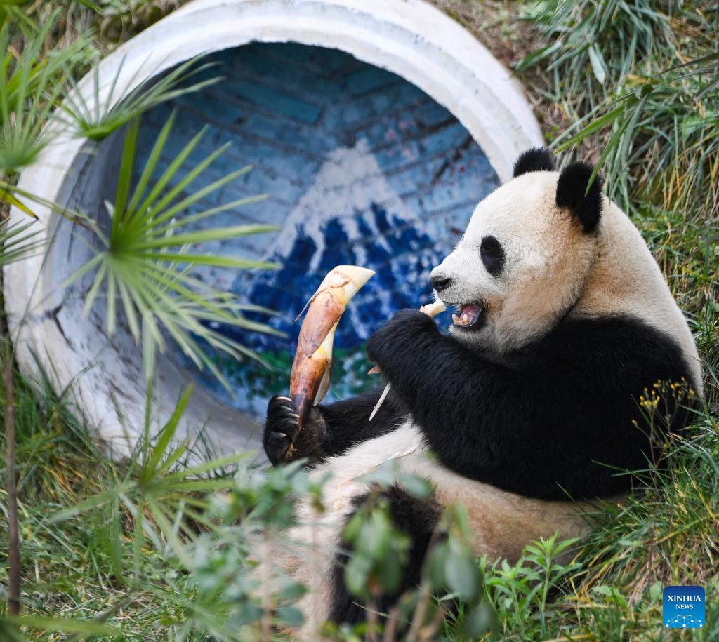 Giant panda Qiao Yue eats bamboo shoot at Locajoy animal theme park in Yongchuan district of southwest China's Chongqing Municipality, Jan. 3, 2024. A total of 4 giant pandas, Qing Hua, Qing Lu, Qiao Yue and Ai Lian, have been transferred from China Conservation and Research Center for Giant Panda to Locajoy animal theme park in Yongchuan of Chongqing. The giant pandas will meet the public after an adaptation period.(Photo: Xinhua)