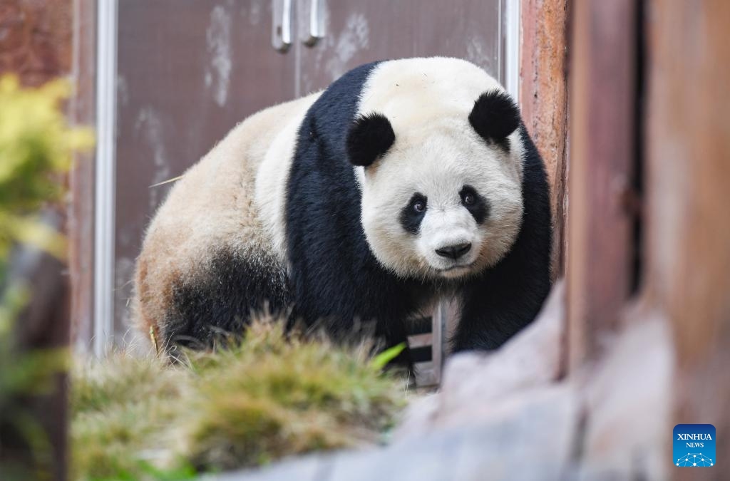 Giant panda Qiao Yue is seen at Locajoy animal theme park in Yongchuan district of southwest China's Chongqing Municipality, Jan. 3, 2024. A total of 4 giant pandas, Qing Hua, Qing Lu, Qiao Yue and Ai Lian, have been transferred from China Conservation and Research Center for Giant Panda to Locajoy animal theme park in Yongchuan of Chongqing. The giant pandas will meet the public after an adaptation period.(Photo: Xinhua)