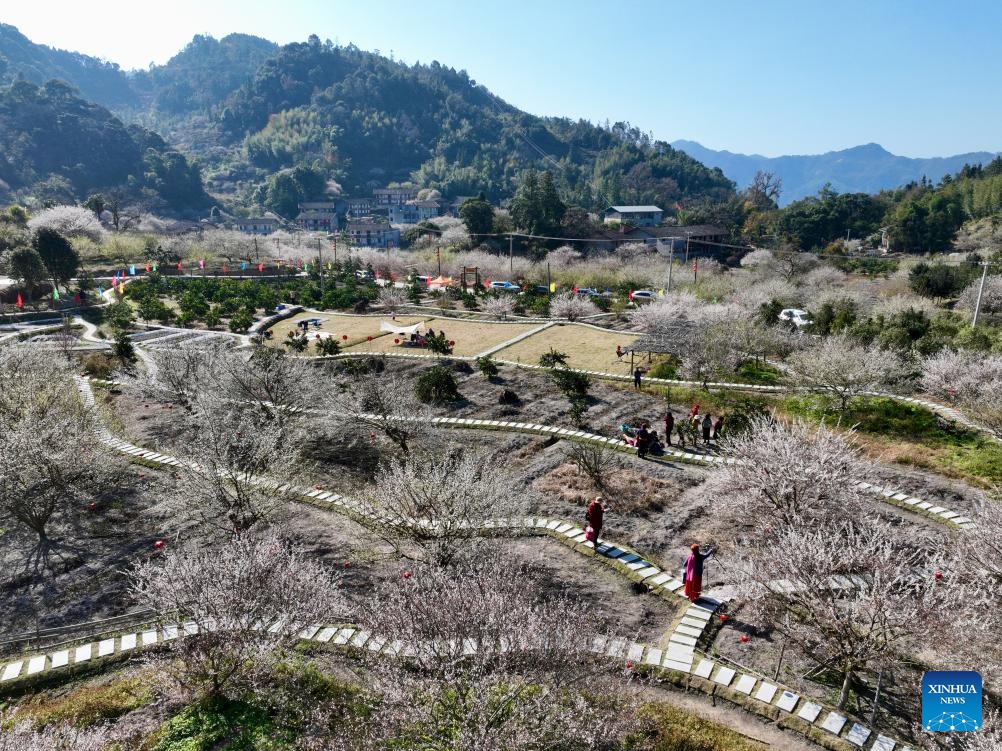 This aerial photo taken on Jan. 4, 2024 shows tourists enjoying green plum flowers in Yongtai County of Fuzhou, southeast China's Fujian Province. Green plum trees has entered blossom season recently in Yongtai County, a main green plum production area in Fujian Province.(Photo: Xinhua)