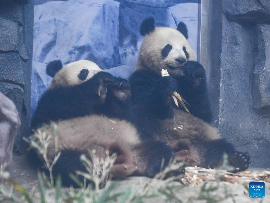 Giant pandas Qing Hua (L) and Qing Lu are seen at Locajoy animal theme park in Yongchuan district of southwest China's Chongqing Municipality, Jan. 3, 2024. A total of 4 giant pandas, Qing Hua, Qing Lu, Qiao Yue and Ai Lian, have been transferred from China Conservation and Research Center for Giant Panda to Locajoy animal theme park in Yongchuan of Chongqing. The giant pandas will meet the public after an adaptation period.(Photo: Xinhua)