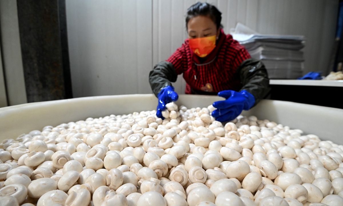 A farmer harvests mushrooms at a cultivation base in Cixian county, Handan, North China's Hebei Province on January 4, 2024. As the Chinese New Year approaches, local mushroom harvesting has entered its peak season. After harvesting, the mushrooms will be packaged and shipped to supply the market for the upcoming Spring Festival holidays in February.
Photo: VCG