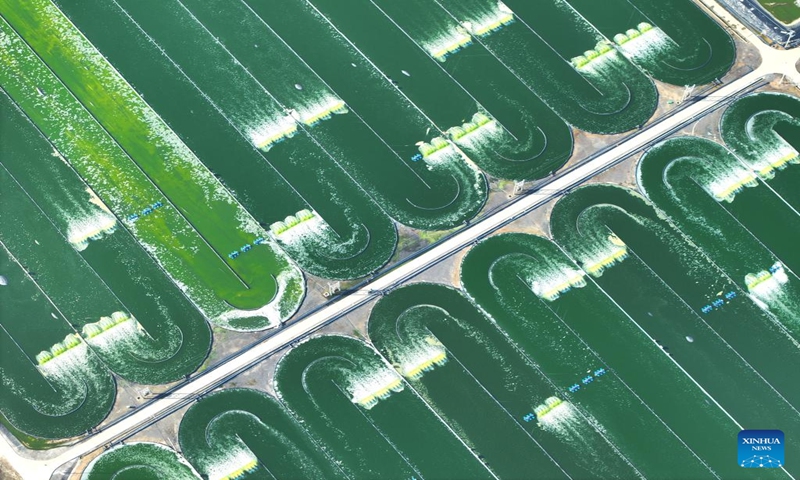 This aerial photo taken on Jan. 7, 2024 shows a microalgae breeding base in Shanxin Village of Qisha Town in Fangchenggang City, south China's Guangxi Zhuang Autonomous Region. (Xinhua/Zhou Hua)